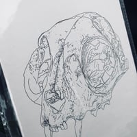 Image 2 of Bobcat Skull Print 