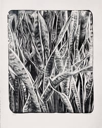 Image 1 of Sansevieria
