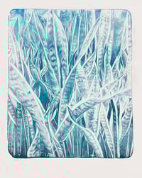 Image 2 of Sansevieria