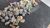 Beads and Buddah