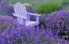 Lavender ~ Wax Melts ~ Made To Order