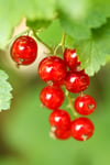 Red Currant ~ Wax Melts ~ Made To Order