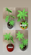 Marijuana Cannabis Plant