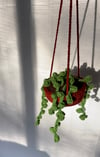 Hanging String of Pearls