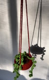 Hanging String of Pearls