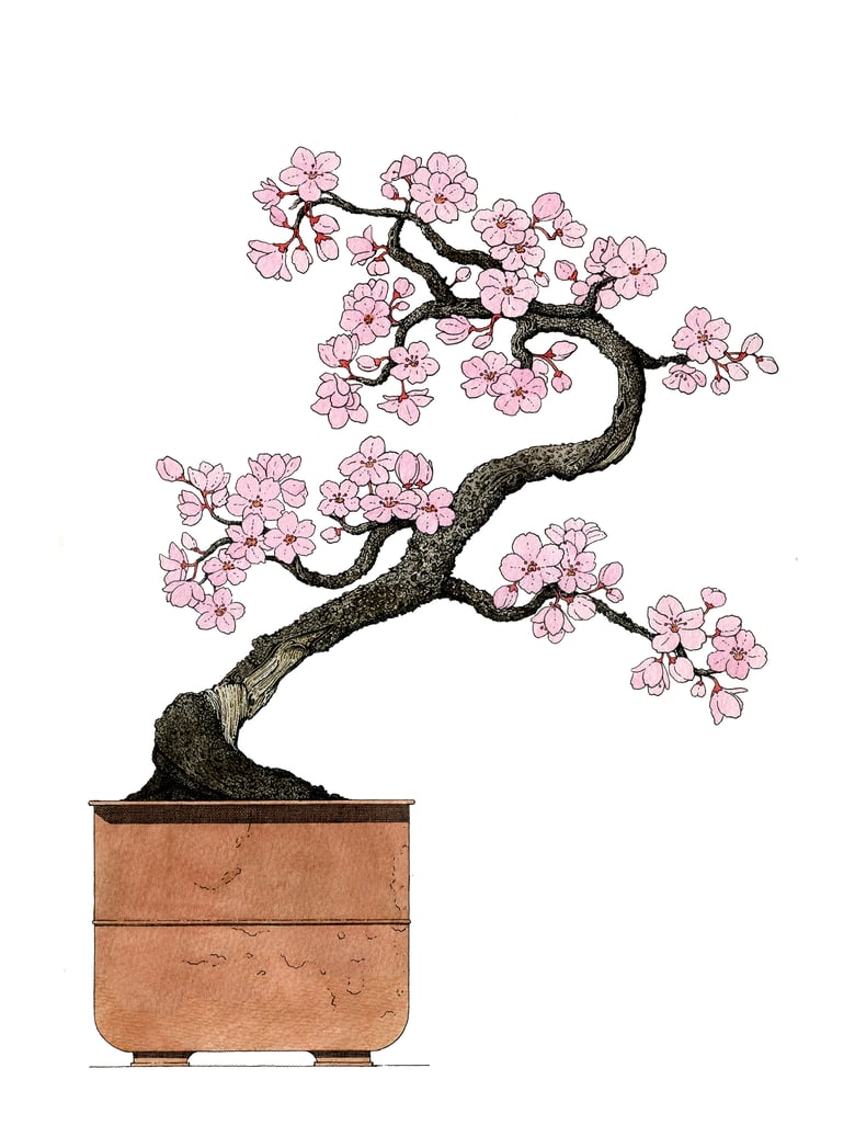 Image of Cherry Flowering Bonsai