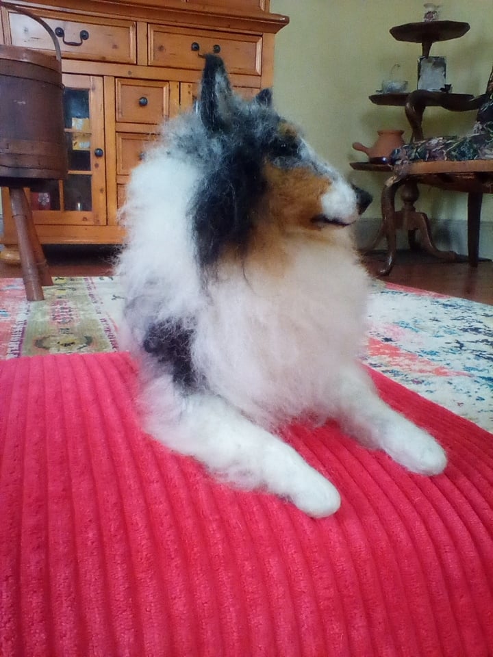 Image of 9" Sheltie laying down(any color)