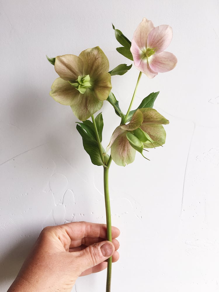 Image of Floral FUNdamentals Workshop :: HELLO HELLEBORES & EARLY SPRING BULBS