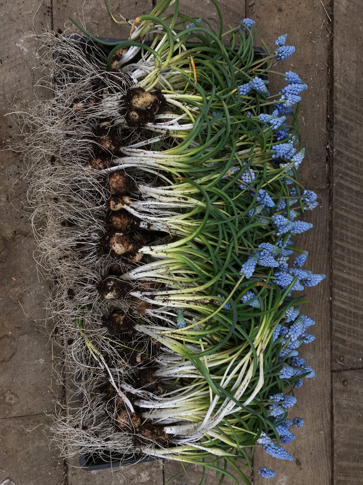 Image of Floral FUNdamentals Workshop :: HELLO HELLEBORES & EARLY SPRING BULBS