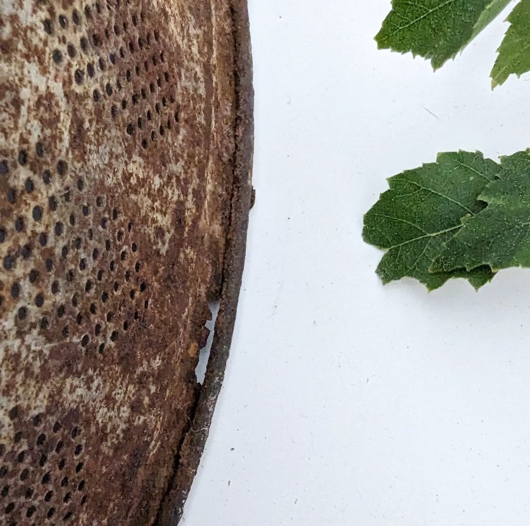 Image of Tin food cover
