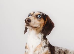 Image of FUR-BABY EXPRESSION SESSIONS