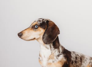 Image of FUR-BABY EXPRESSION SESSIONS