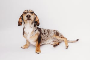 Image of FUR-BABY EXPRESSION SESSIONS