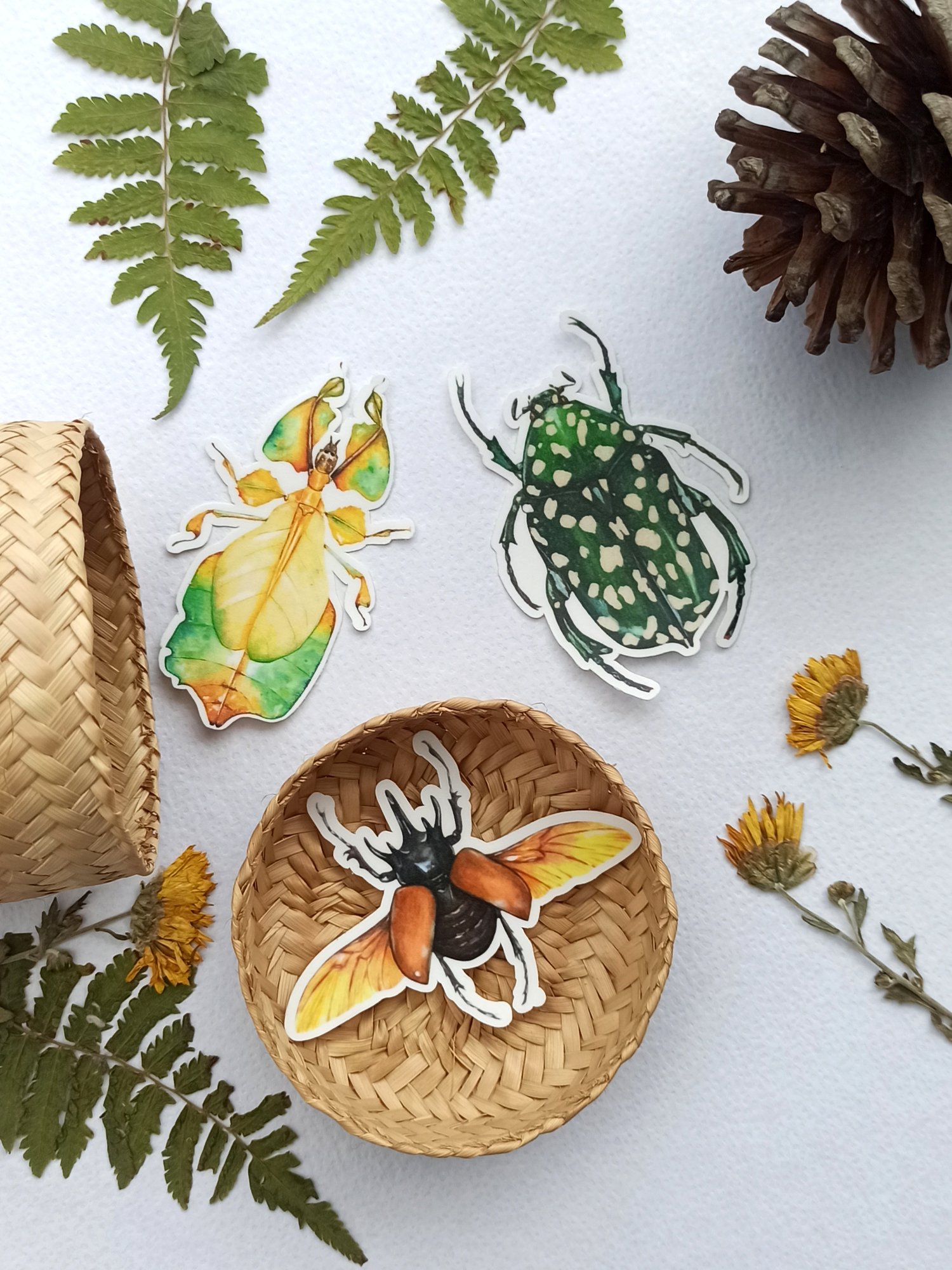 Image of Insect Stickers Set, Rhino Beetle, Leaf Insect and Chafer Bug