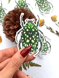 Image 1 of Protaetia Flower Beetle Waterproof Sticker 