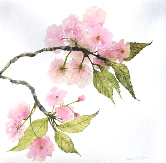 Image of Cherry Blossom 