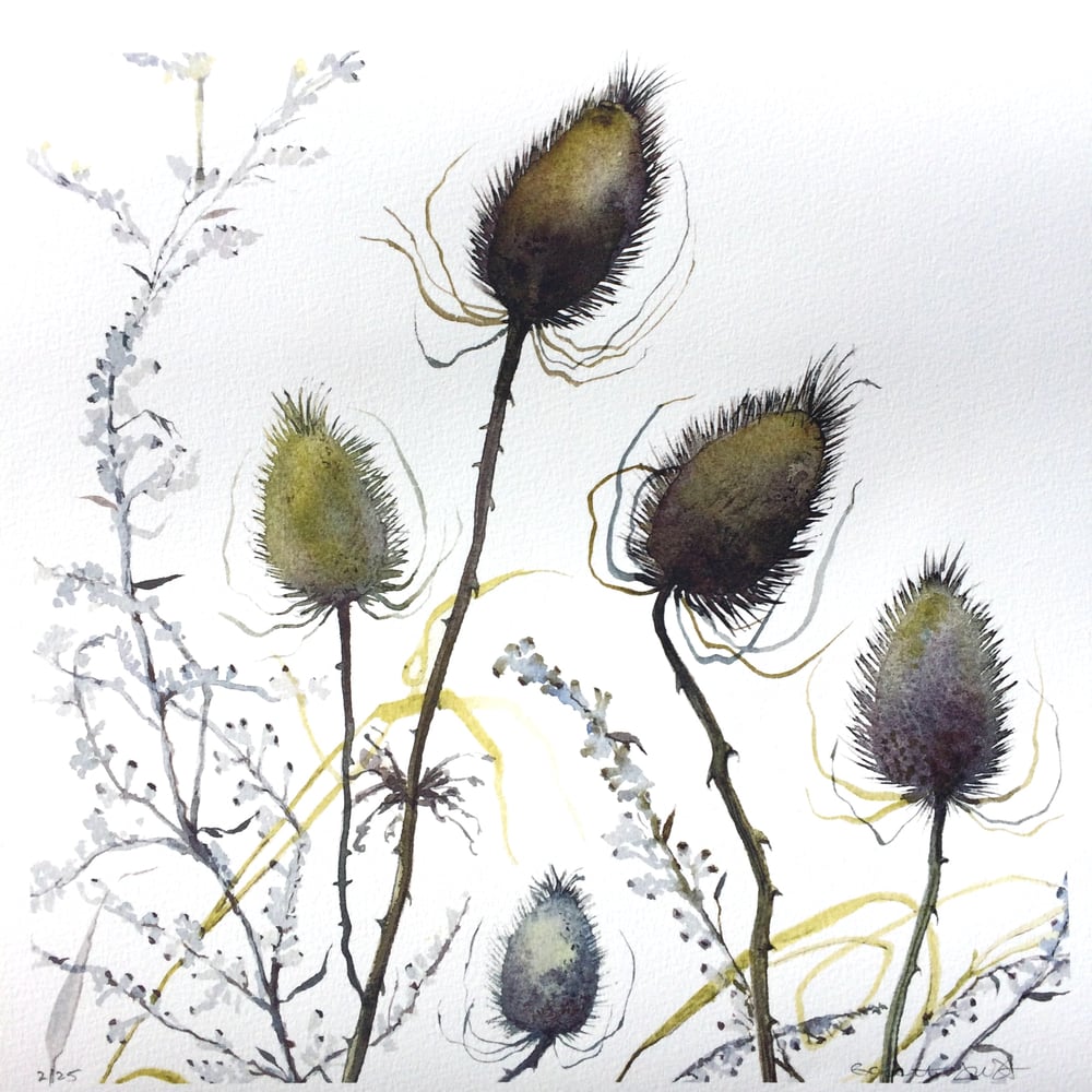 Image of Five Teasels 