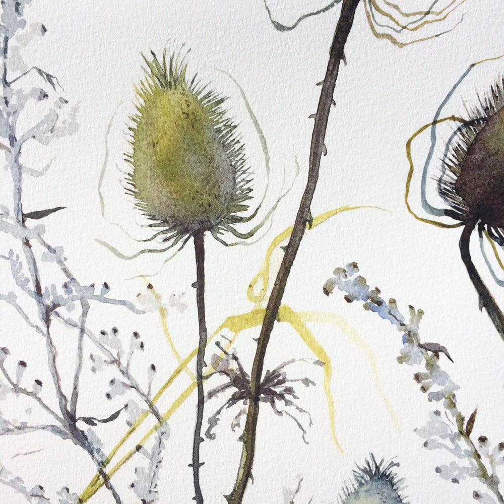 Image of Five Teasels 