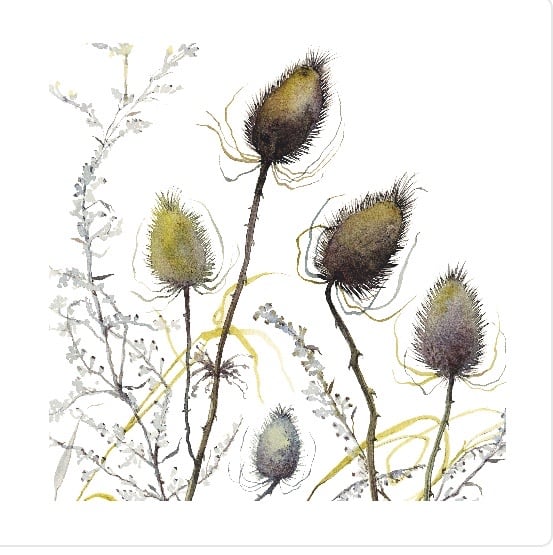 Image of Five Teasels 