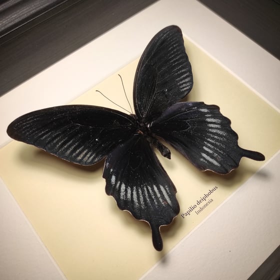 Image of Papilio deiphobus