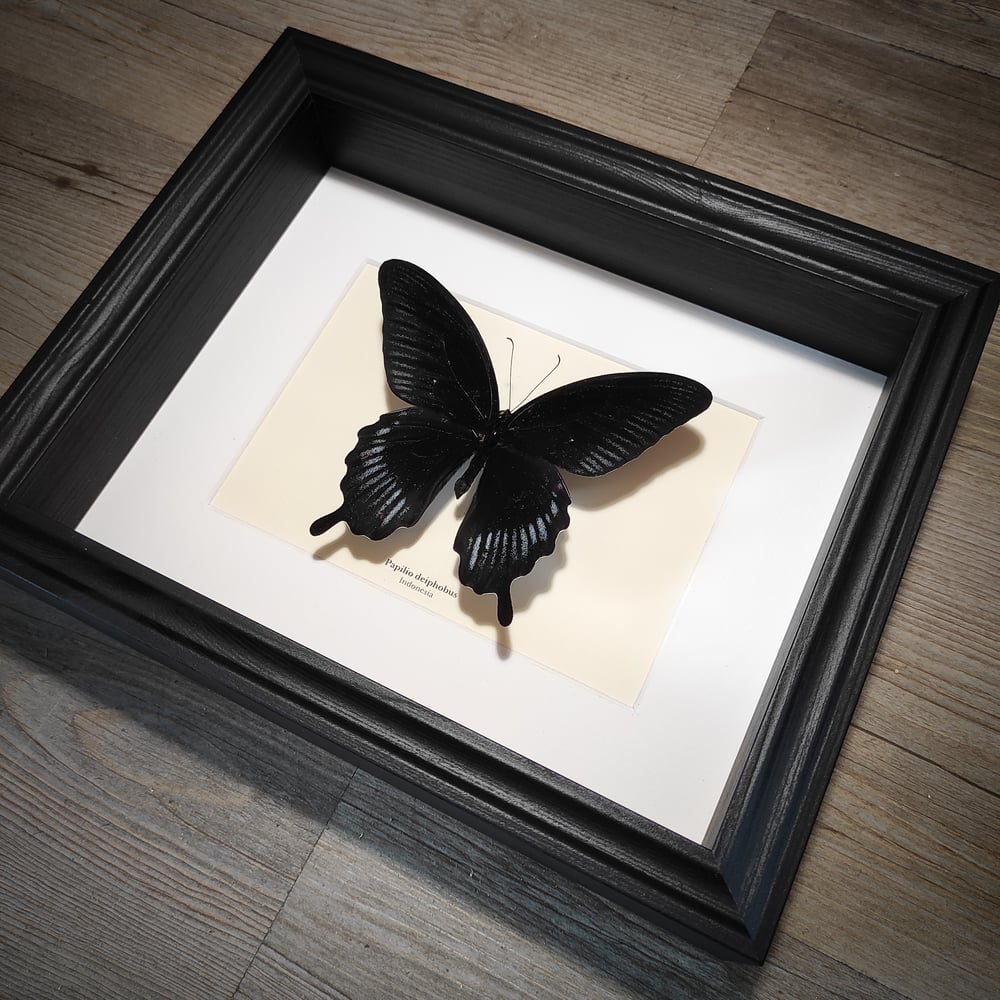 Image of Papilio deiphobus