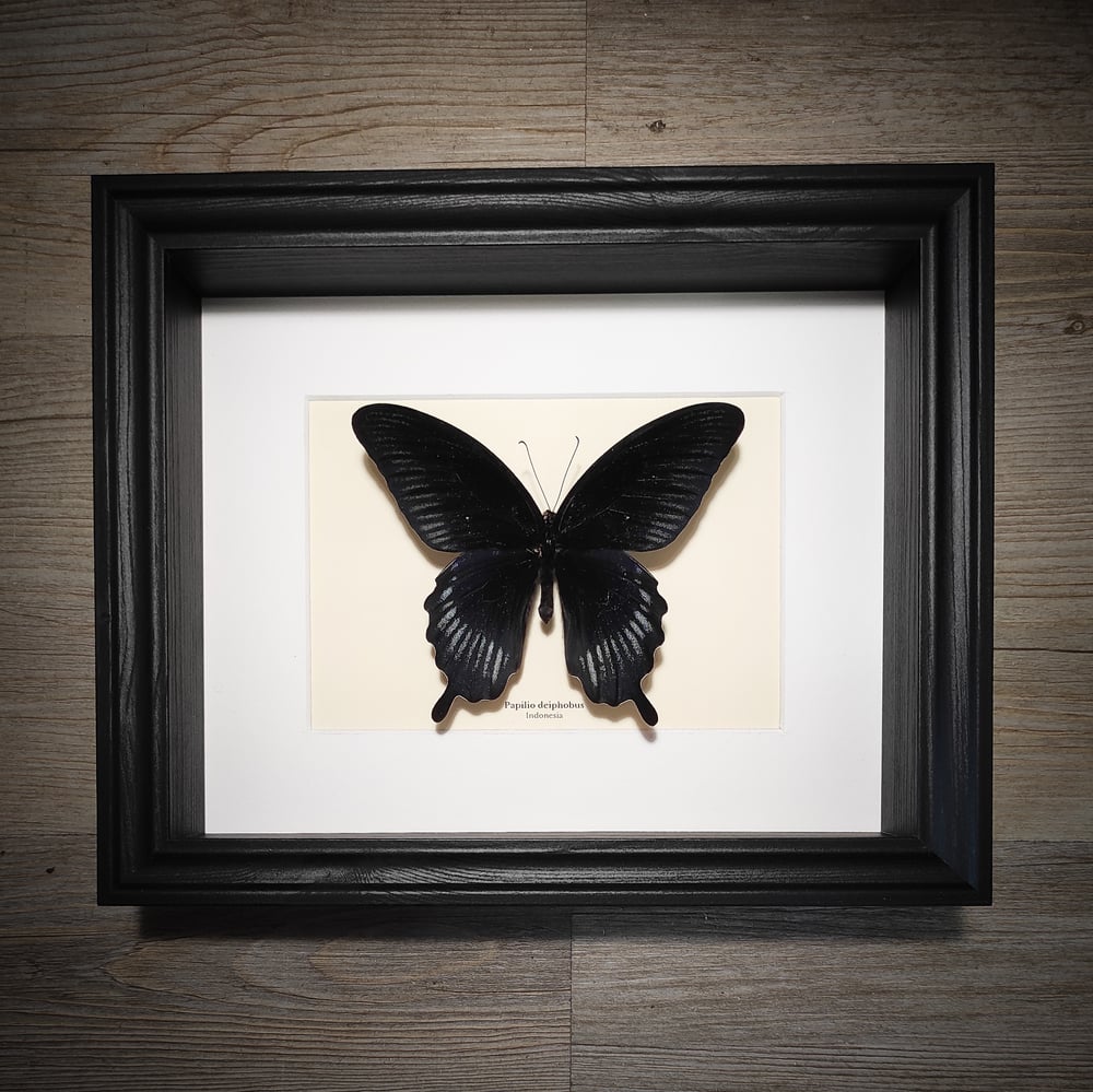 Image of Papilio deiphobus