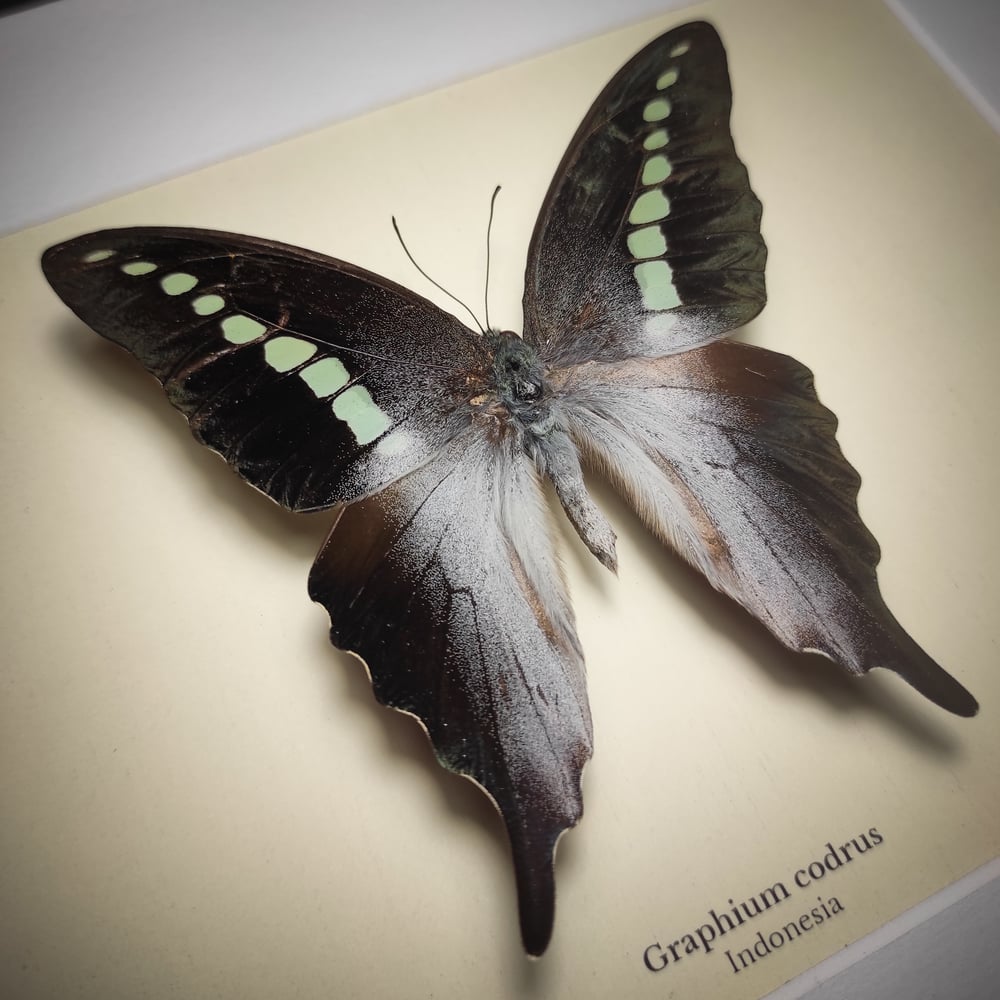 Image of Graphium codrus