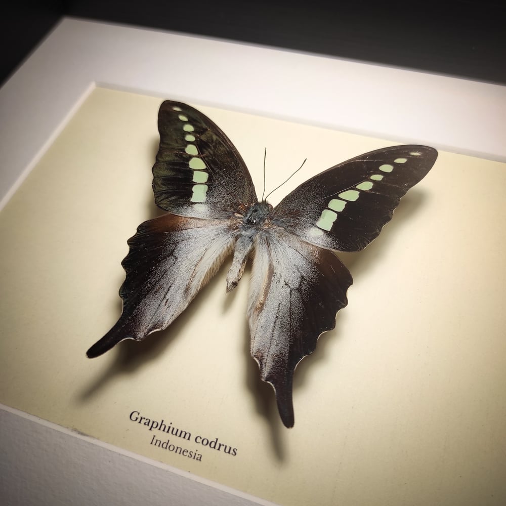 Image of Graphium codrus