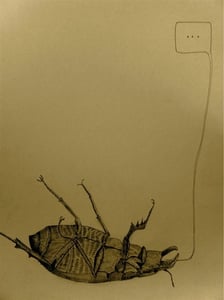Image of  . . .   beetle 