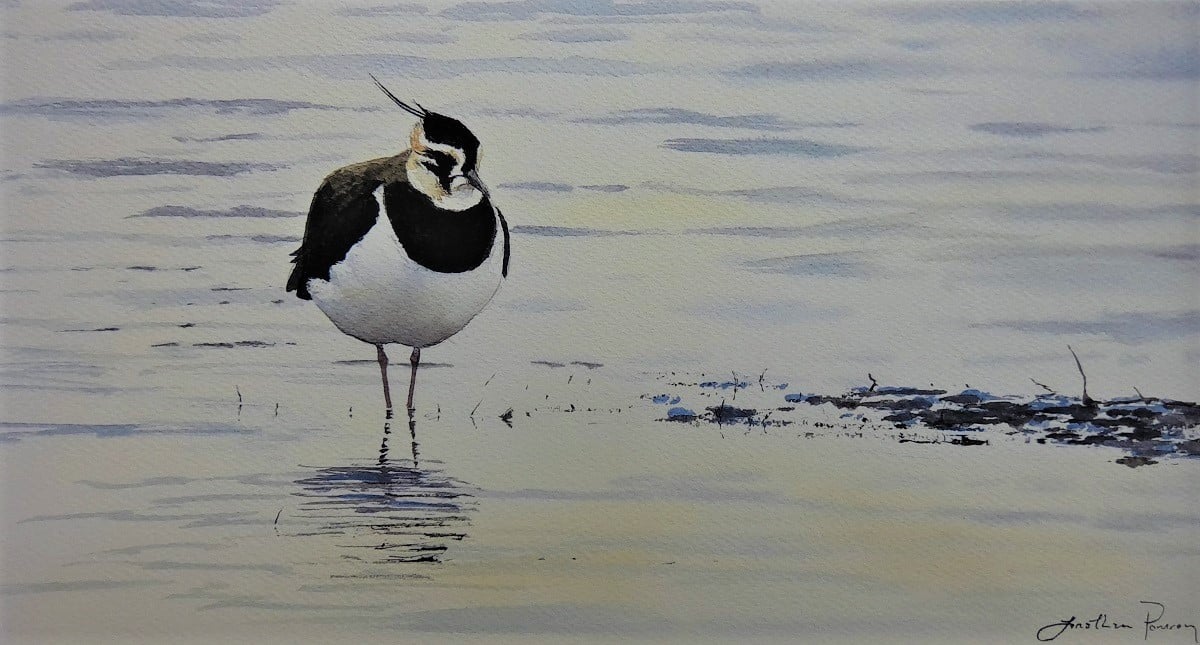 Image of Lapwing in winter