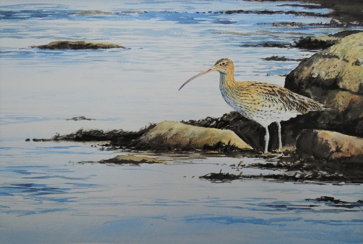 Image of Curlew on the shoreline