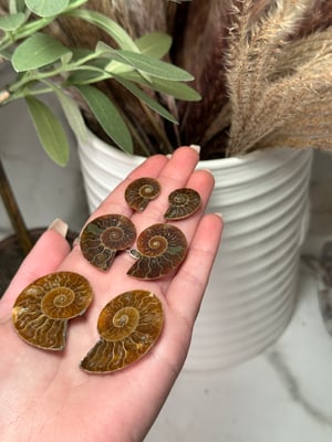 AMMONITE PAIRS FROM MADAGASCAR