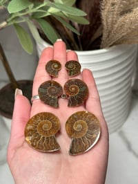 Image 2 of AMMONITE PAIRS FROM MADAGASCAR