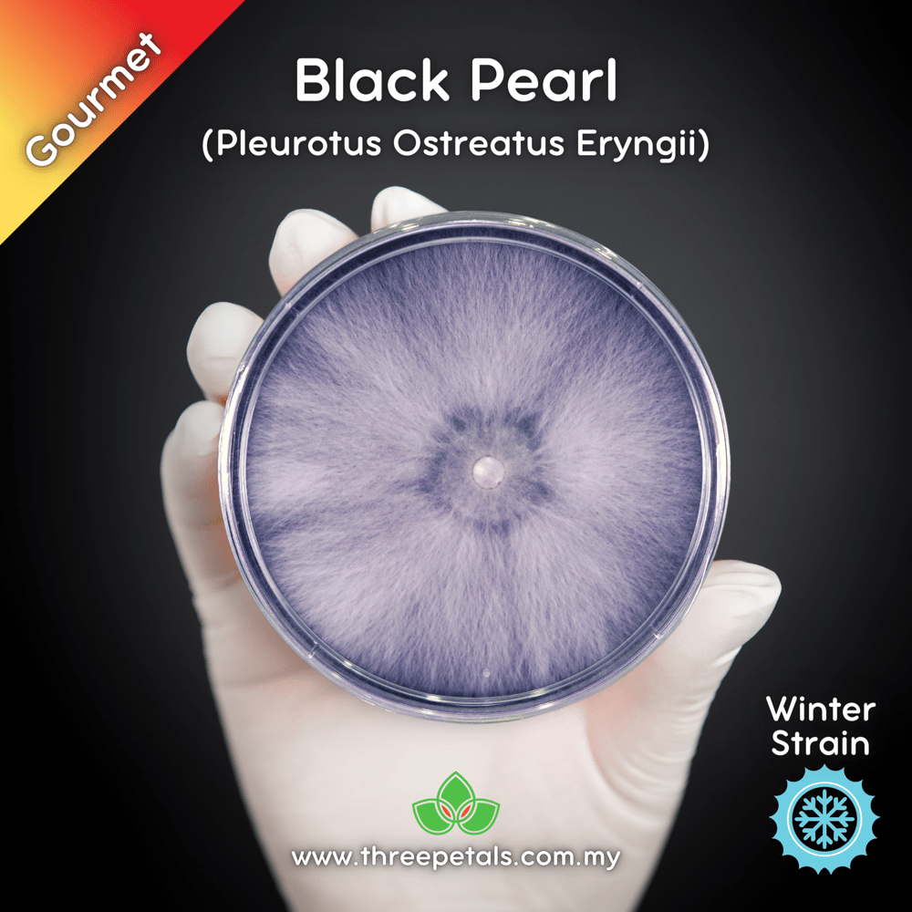 Black Pearl Oyster (Pleurotus Ostreatus Eryngii) Live Mycelium Mushroom Culture Spawn Seed