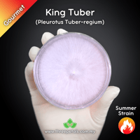 Image 1 of King Tuber Oyster (Pleurotus Tuber-regium) Live Mycelium Mushroom Culture Spawn Seed
