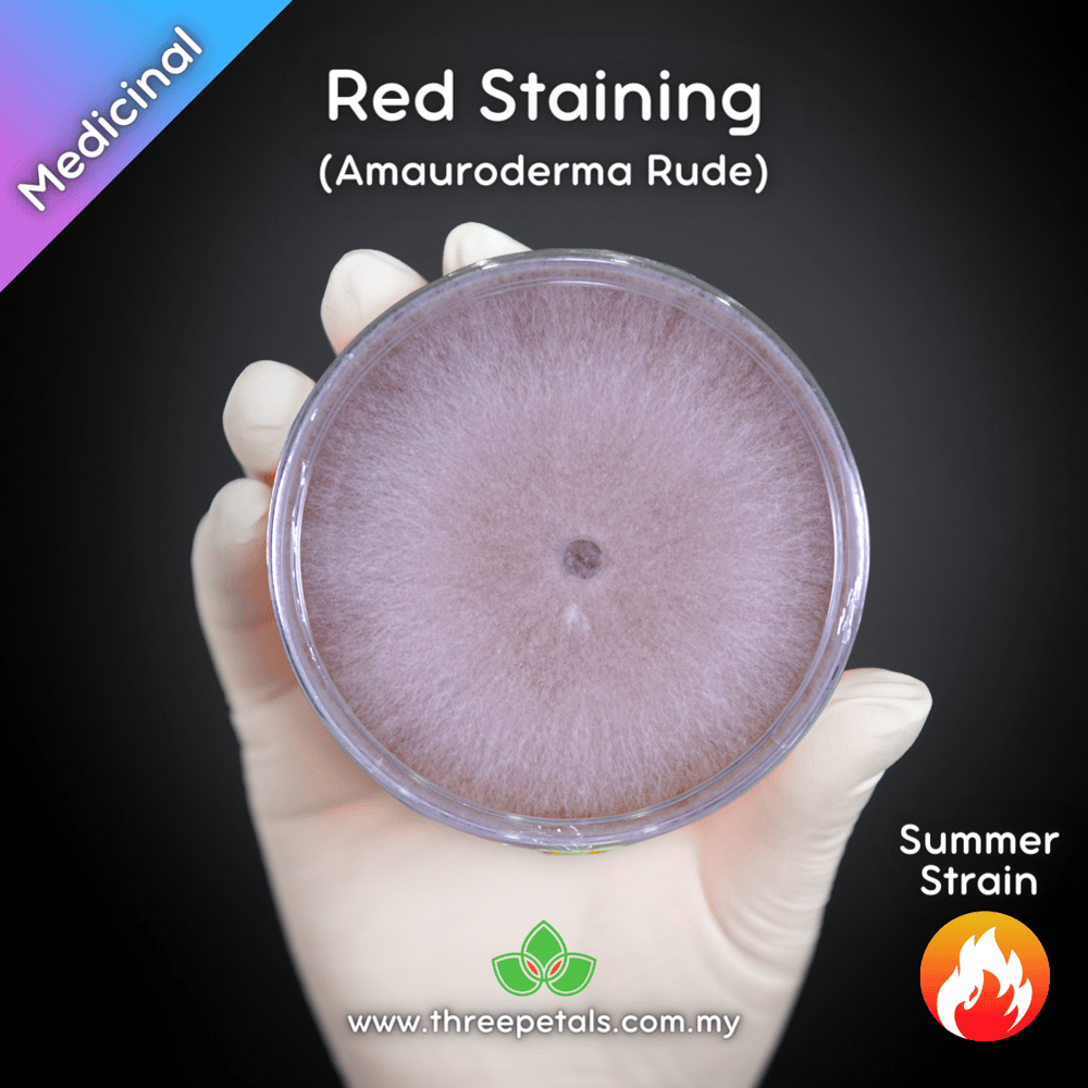 Brown Red Staining Polypore (Amauroderma Rude) Live Mycelium Mushroom Culture Spawn Seed