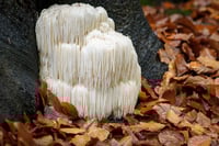 Image 2 of Lion Mane Mushroom Superfood 