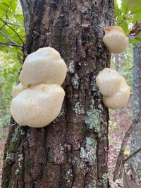 Image 4 of Lion Mane Mushroom Superfood 