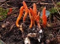 Image 4 of Cordyceps Mushroom Superfood 