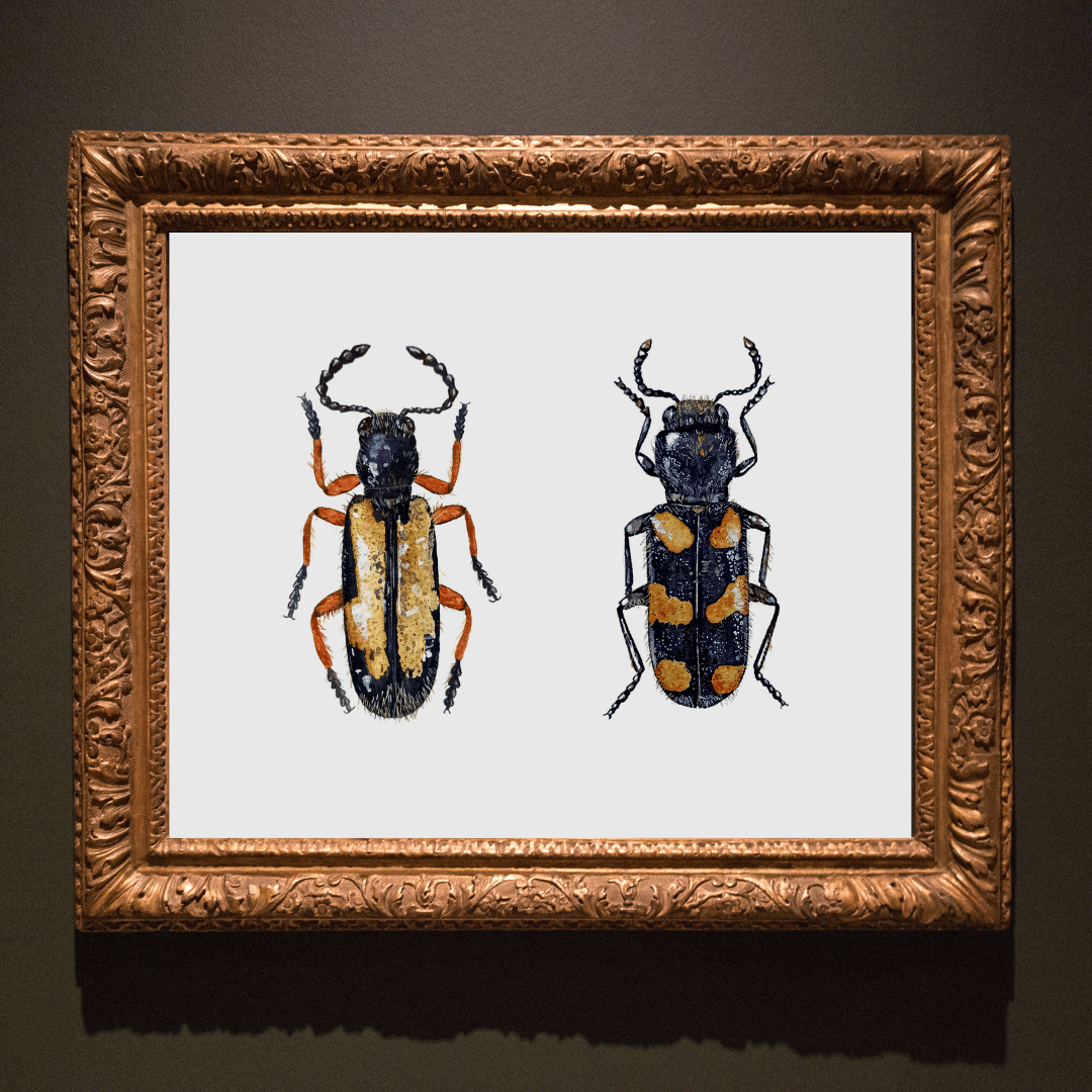 Image of Two Beetles Watercolor Illustration PRINT 