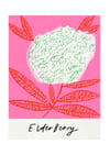 ELDERBERRY