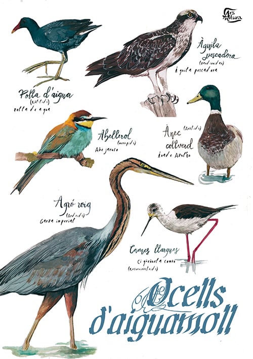Ocells d'aiguamoll / wetland birds
