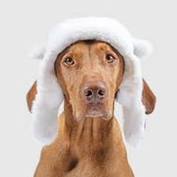 Image 2 of Arctic Air Hat - Canada Pooch