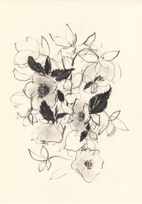 Morning hellebores no. 2