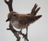 Wren, felted bird sculpture