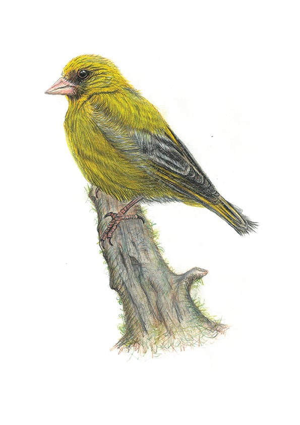 Image of Greenfinch 