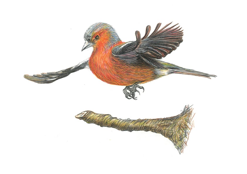 Image of Chaffinch