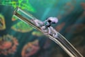 Octopus Glass Drinking Straw