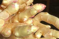 Image 3 of Pickled Ginger and Kumquat - limited edition 02/2024
