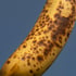 Floating Banana Image 2